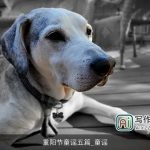 重阳节童谣五篇_童谣