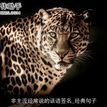 非主流经常说的话语签名_经典句子