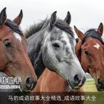 马的成语故事大全精选_成语故事大全