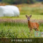 驴子与青蛙_伊索寓言