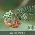 鹞子与蛇_伊索寓言