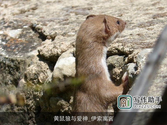 黄鼠狼与爱神_伊索寓言