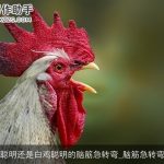 黑鸡聪明还是白鸡聪明的脑筋急转弯_脑筋急转弯大全