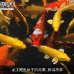 龙江鲤鱼仙子的故事_神话故事