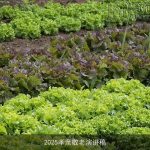 2025孝亲敬老演讲稿