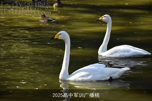 2025高中军训广播稿