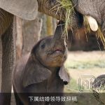 下属结婚领导致辞稿