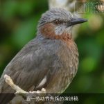 五一劳动节升旗的演讲稿