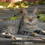 五一红领巾广播稿范文