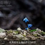 优秀的毕业典礼作文500字