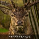 关于科长竞争上岗演讲稿