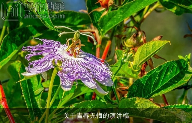 关于青春无悔的演讲稿