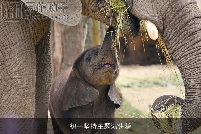 初一坚持主题演讲稿