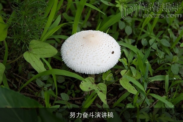 努力奋斗演讲稿