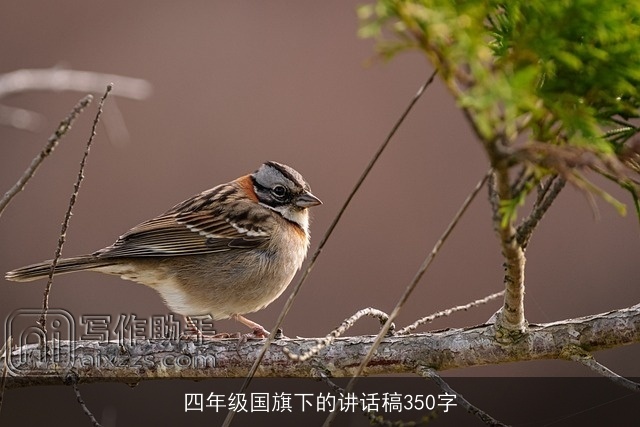 四年级国旗下的讲话稿350字