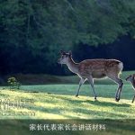 家长代表家长会讲话材料