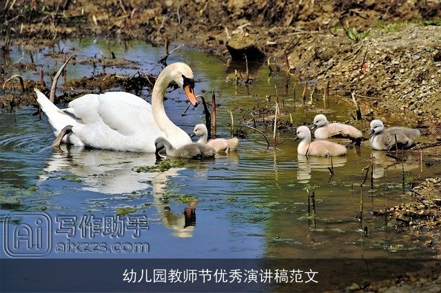幼儿园教师节优秀演讲稿范文