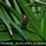 幼儿教师演讲稿：我正用心爱着你_幼儿教师演讲稿