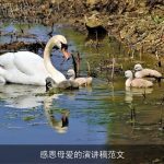 感恩母爱的演讲稿范文