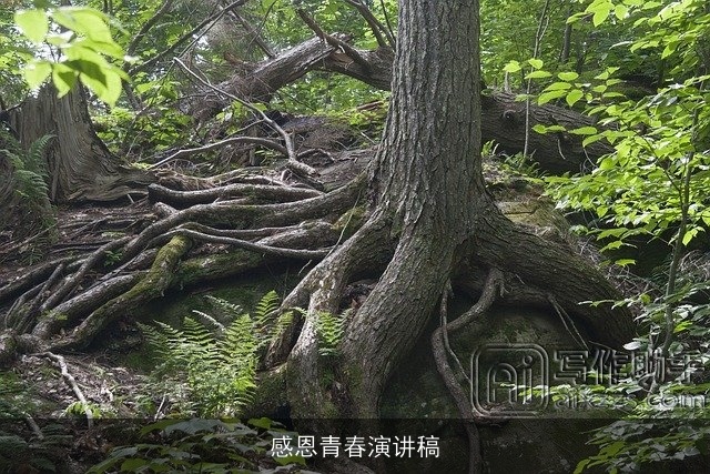 感恩青春演讲稿