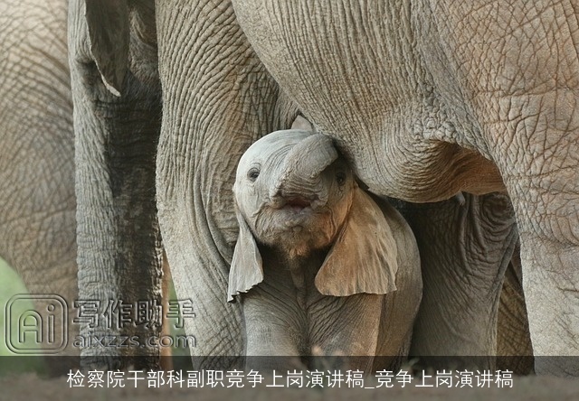 检察院干部科副职竞争上岗演讲稿_竞争上岗演讲稿