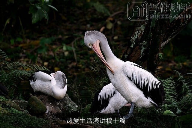 热爱生活演讲稿十篇