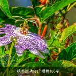 秋季运动会广播稿100字