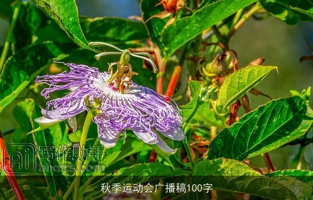 秋季运动会广播稿100字
