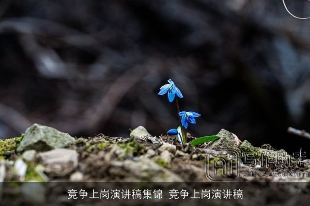 竞争上岗演讲稿集锦_竞争上岗演讲稿