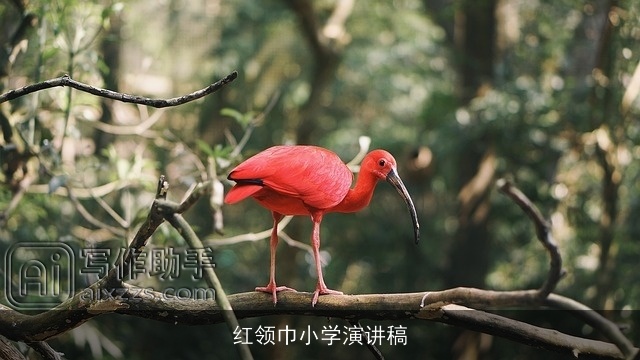 红领巾小学演讲稿