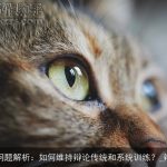 辩论最新问题解析：如何维持辩论传统和系统训练？_辩论演讲稿