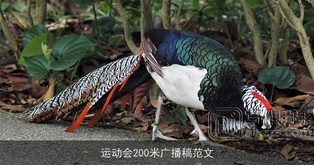 运动会200米广播稿范文